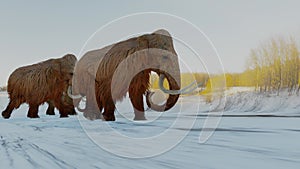 Woolly Mammoths Walking In Snowy Field Animation