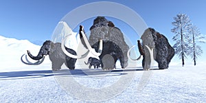 Woolly Mammoths in Winter