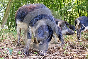 Woolly Mangalica