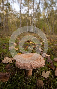 Woolly Milkcap Mushroom