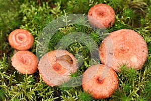 Woolly milkcap mushrooms.Lactarius torminosus.