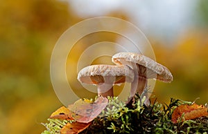 Woolly milkcap mushrooms with yellow autumn background