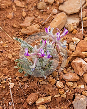 Woolly Milkvetch (Astragulus mollissimus) in Capitol Reef National Park during spring.