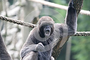 Woolly monkey