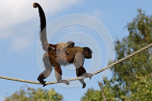 Woolly Monkey