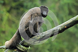 Woolly monkey