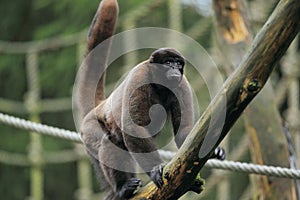 Woolly monkey