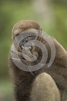 Woolly monkey