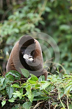 Woolly Monkey in Amazon