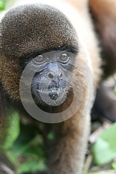 Woolly Monkey in Amazon