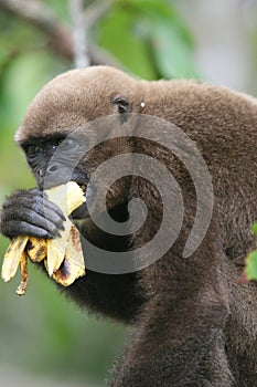 Woolly Monkey in Amazon