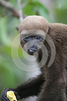 Woolly Monkey in Amazon