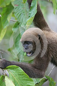 Woolly Monkey in Amazon