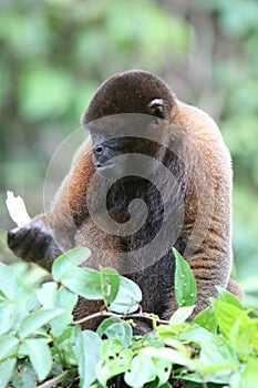 Woolly Monkey in Amazon