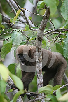 Woolly Monkey in Amazon
