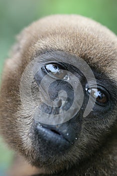 Woolly Monkey in Amazon
