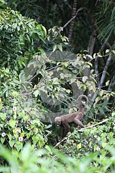 Woolly Monkey in Amazon