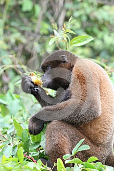 Woolly Monkey in Amazon