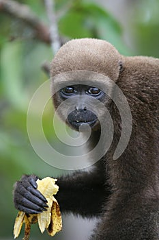 Woolly Monkey in Amazon