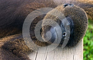 Woolly Monkey Closeup View