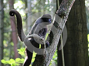 Woolly monkey eating