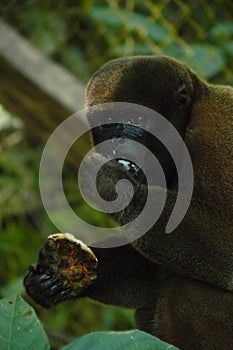 Woolly monkey eating chiramoya