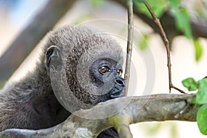 Woolly Monkey Face