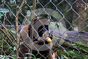 A woolly monkey kept in captivity eating a banana