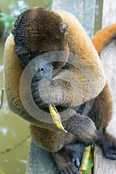 Woolly Monkey with a Leaf