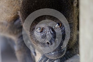 Woolly monkey peering