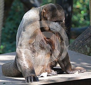 A Woolly Monkey in the Peruvian Rain Forest.