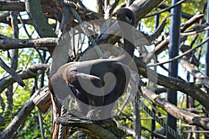 A Woolly Monkey in the Peruvian Rain Forest.