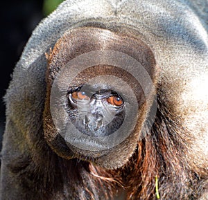 A Woolly Monkey in the Peruvian Rain Forest.