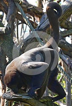 A Woolly Monkey in the Peruvian Rain Forest.