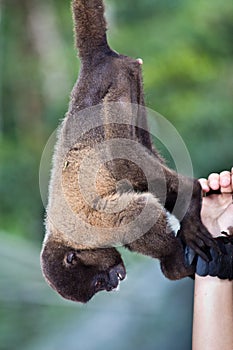 Woolly monkey reaching for tourist bracelet