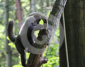 Woolly monkey in tree