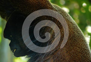 Woolly monkey with a very distinctive expression on his face