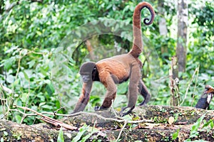 Woolly Monkey Walking