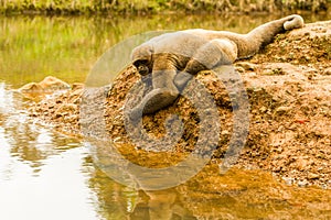 Woolly Monkey In The Wild