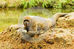 Woolly Monkey In The Wild