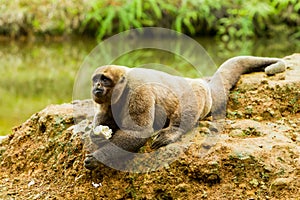 Woolly Monkey In The Wild photo