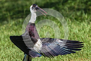 Woolly-Neck Stork Bird Pose