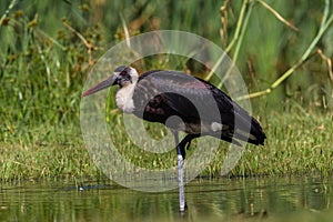 Woolly-Neck Stork Bird Water