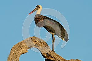 Woolly-necked stork