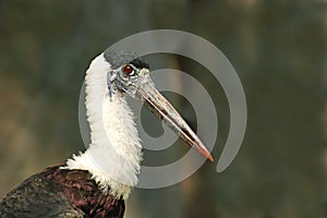 Woolly necked stork