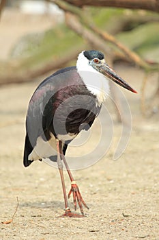 Woolly-necked stork