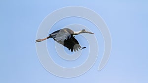Woolly-necked stork in Bardia national park, Nepal