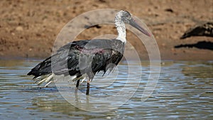 Woolly-necked stork bathing