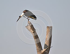 Woolly-necked Stork or Bishop Stork or White-necked Stork