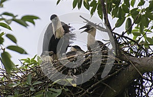 Woolly-necked Stork and Chicks in the nest